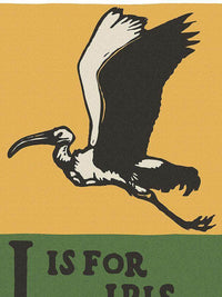 Alphabet I Is For Ibis By C.B. Falls Fine Art Print