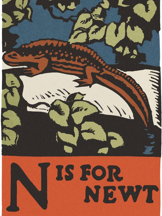 Alphabet  N Is For Newt By C.B. Falls Fine Art Print