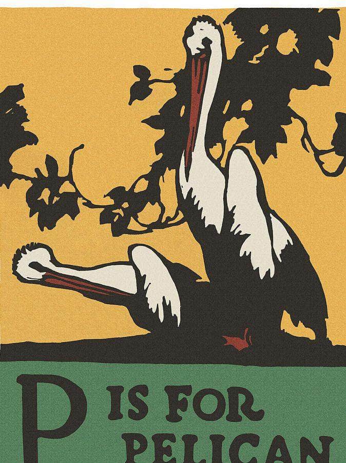 Alphabet P Is For Pelican By C.B. Falls Fine Art Print
