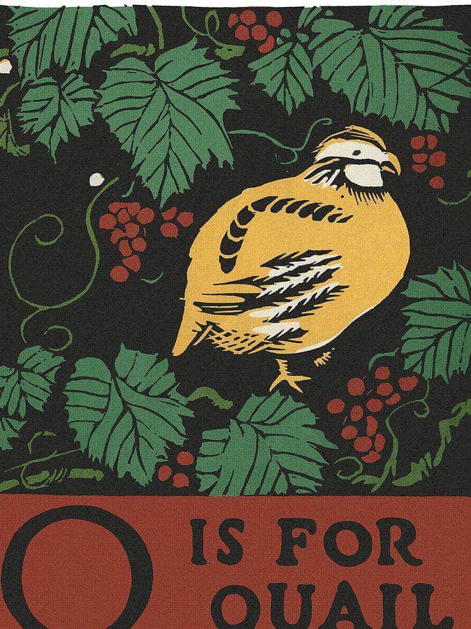 Alphabet  Q Is For Quail By C.B. Falls Fine Art Print