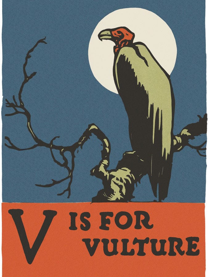 Alphabet V Is For Vulture By C.B. Falls Fine Art Print