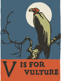 Alphabet V Is For Vulture By C.B. Falls Fine Art Print