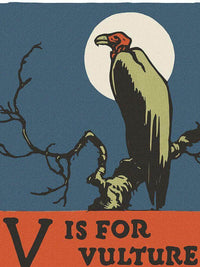 Alphabet V Is For Vulture By C.B. Falls Fine Art Print