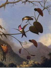 Amethyst Woodstar By Martin Johnson Heade Fine Art Print
