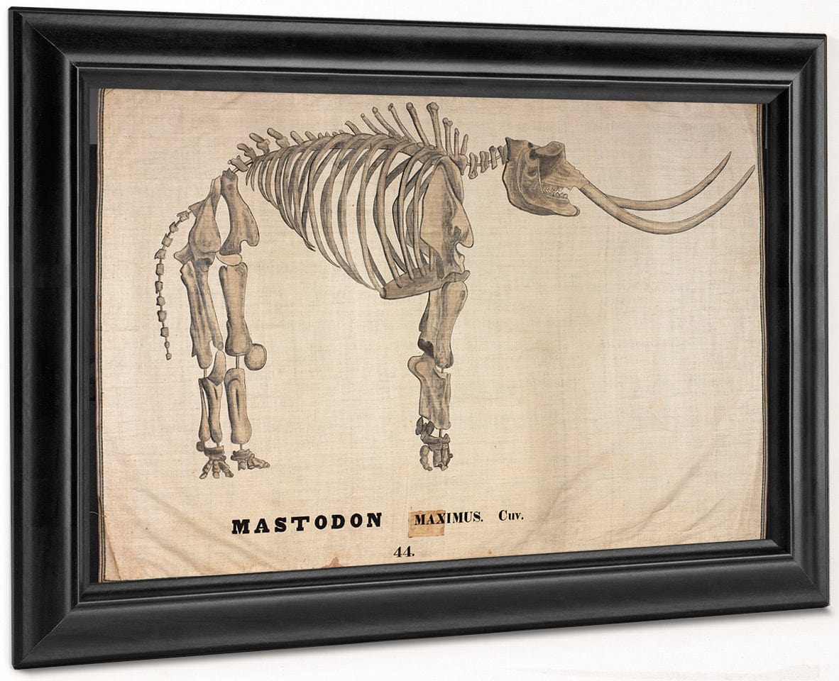 Amherst Orra Wh Mastodon By Orra White Hitchcock Fine Art Print