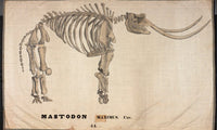 Amherst Orra Wh Mastodon By Orra White Hitchcock Fine Art Print