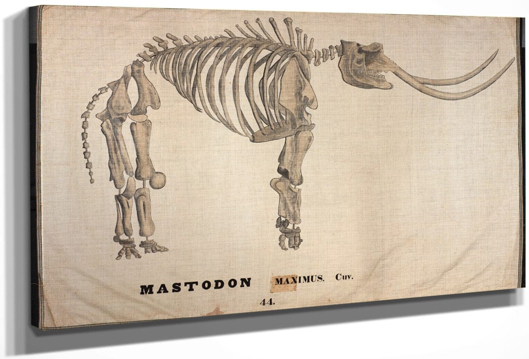 Amherst Orra Wh Mastodon By Orra White Hitchcock Fine Art Print