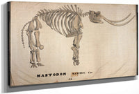 Amherst Orra Wh Mastodon By Orra White Hitchcock Fine Art Print