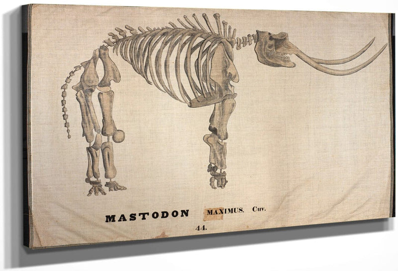 Amherst Orra Wh Mastodon By Orra White Hitchcock Fine Art Print