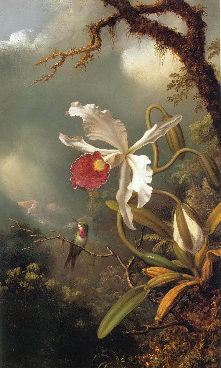 An Amethyst Hummingbird By Martin Johnson Heade Fine Art Print