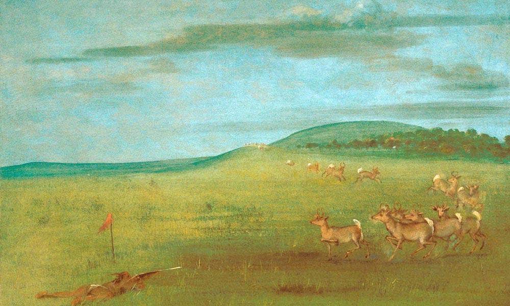 Antelope Shooting, Decoyed Up By George Catlin Fine Art Print