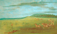Antelope Shooting, Decoyed Up By George Catlin Fine Art Print