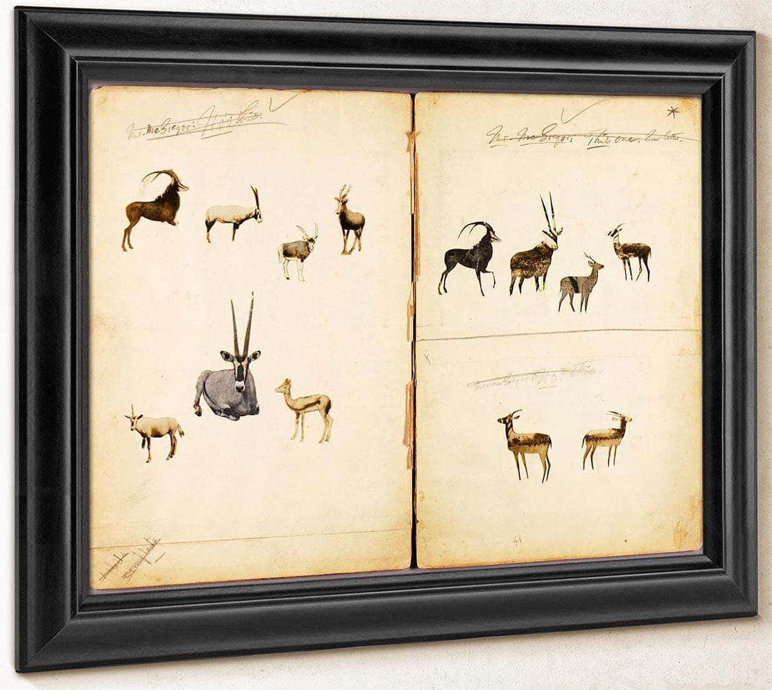 Antelopes, Study Folder For Book Concealing Coloration In The Animal Kingdom By Abbott Handerson Thayer Fine Art Print