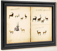 Antelopes, Study Folder For Book Concealing Coloration In The Animal Kingdom By Abbott Handerson Thayer Fine Art Print