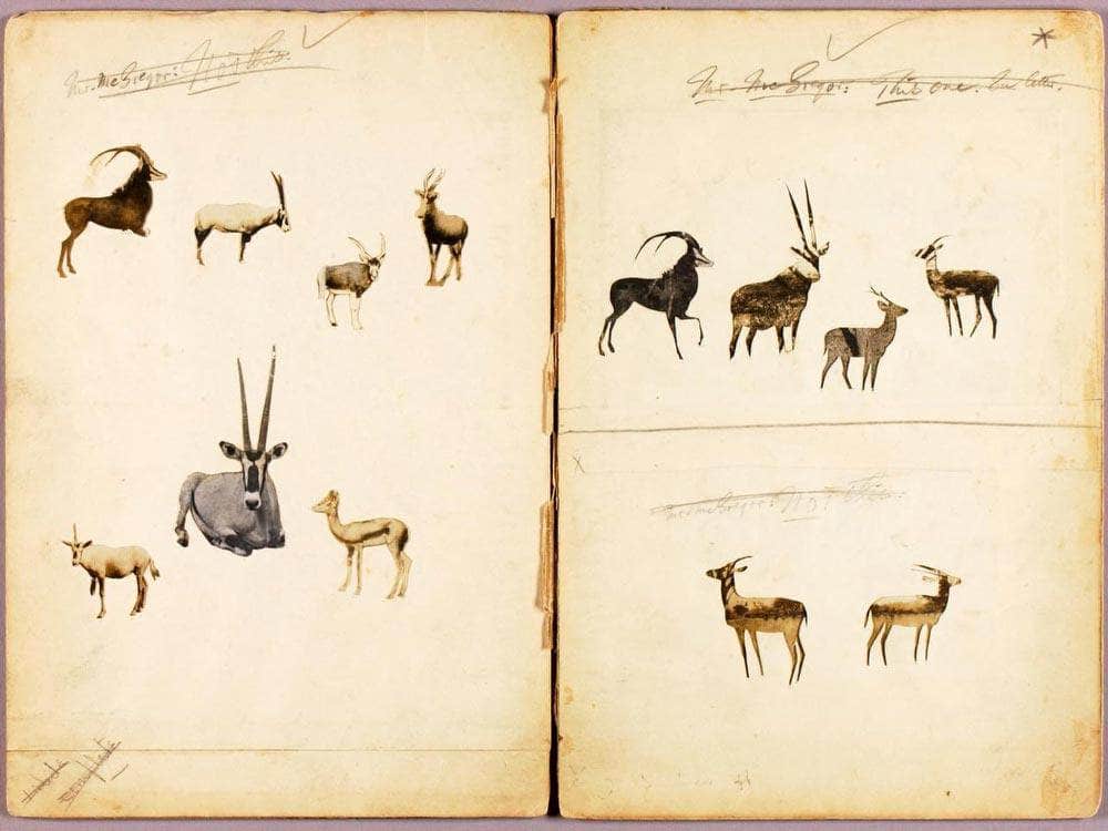 Antelopes, Study Folder For Book Concealing Coloration In The Animal Kingdom By Abbott Handerson Thayer Fine Art Print
