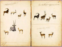 Antelopes, Study Folder For Book Concealing Coloration In The Animal Kingdom By Abbott Handerson Thayer Fine Art Print