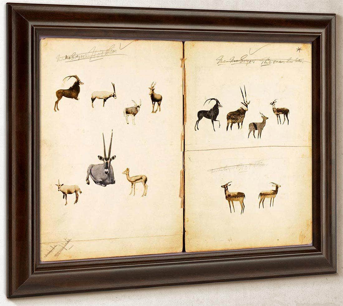 Antelopes, Study Folder For Book Concealing Coloration In The Animal Kingdom By Abbott Handerson Thayer Fine Art Print
