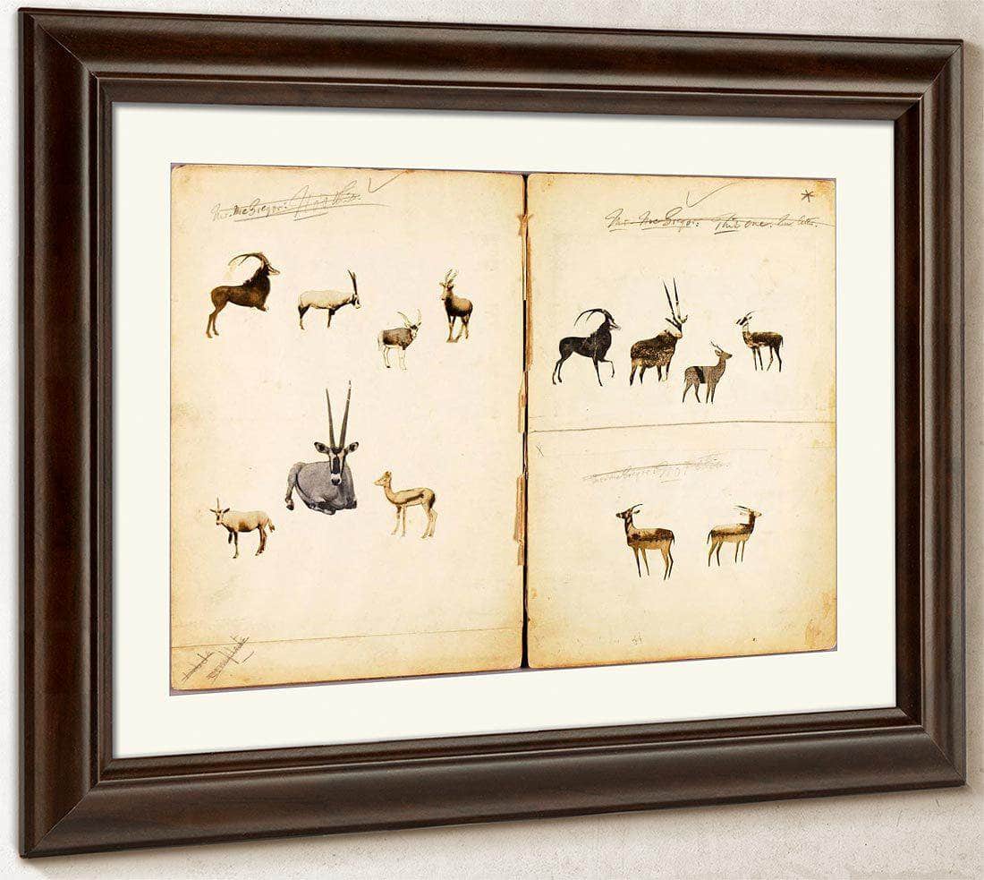 Antelopes, Study Folder For Book Concealing Coloration In The Animal Kingdom By Abbott Handerson Thayer Fine Art Print