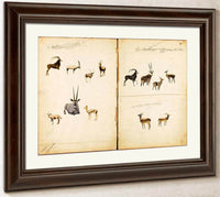 Antelopes, Study Folder For Book Concealing Coloration In The Animal Kingdom By Abbott Handerson Thayer Fine Art Print