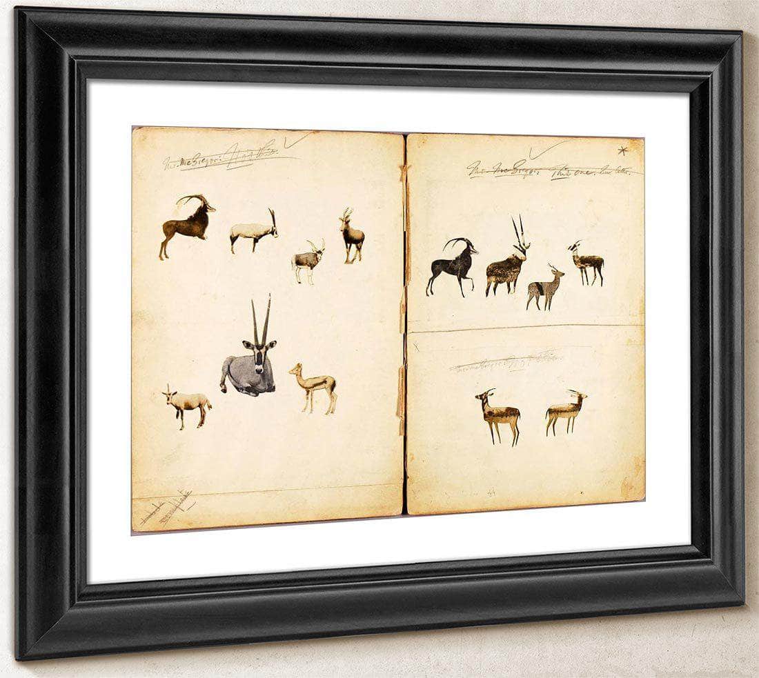 Antelopes, Study Folder For Book Concealing Coloration In The Animal Kingdom By Abbott Handerson Thayer Fine Art Print