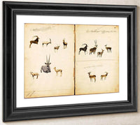 Antelopes, Study Folder For Book Concealing Coloration In The Animal Kingdom By Abbott Handerson Thayer Fine Art Print