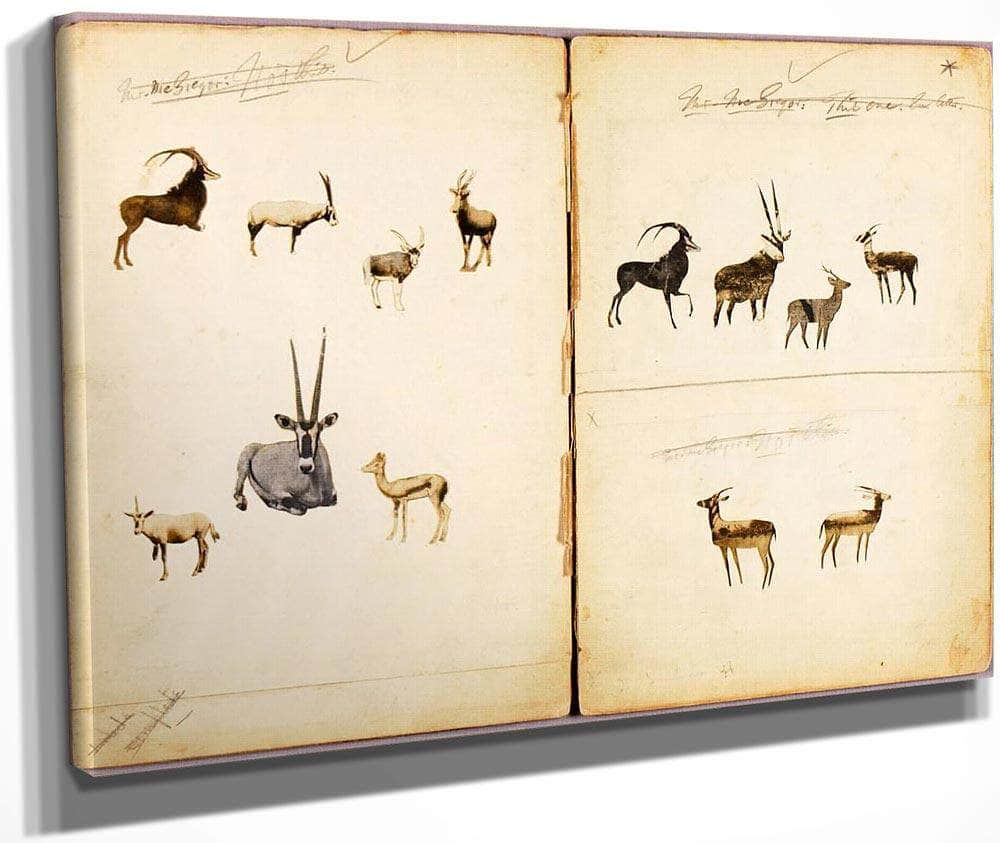 Antelopes, Study Folder For Book Concealing Coloration In The Animal Kingdom By Abbott Handerson Thayer Fine Art Print