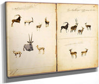 Antelopes, Study Folder For Book Concealing Coloration In The Animal Kingdom By Abbott Handerson Thayer Fine Art Print