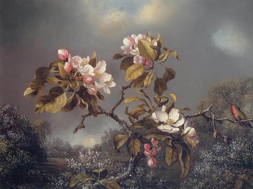 Apple Blossoms And Hummingbird By Martin Johnson Heade Fine Art Print