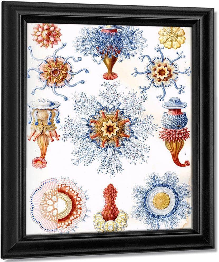 Art Forms In Nature Plate 17 Siphonophorae 1904 By Ernst Haeckel Fine Art Print