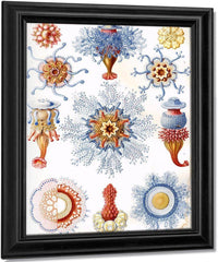 Art Forms In Nature Plate 17 Siphonophorae 1904 By Ernst Haeckel Fine Art Print