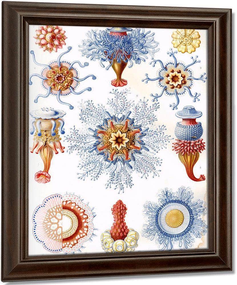 Art Forms In Nature Plate 17 Siphonophorae 1904 By Ernst Haeckel Fine Art Print