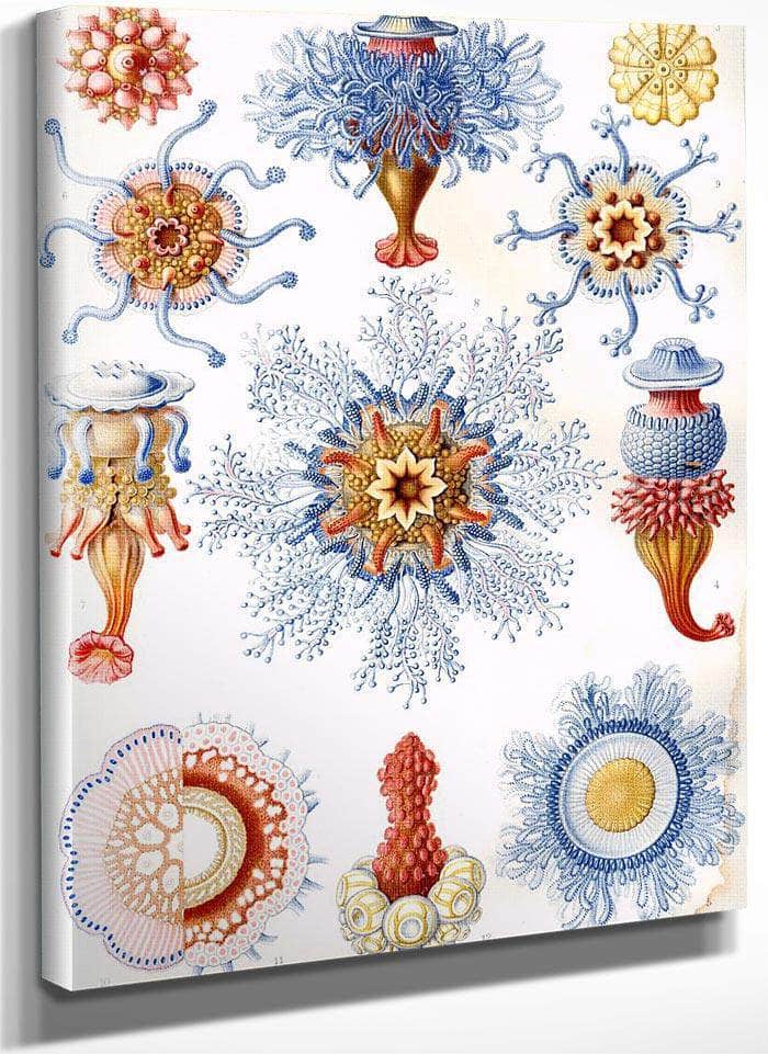 Art Forms In Nature Plate 17 Siphonophorae 1904 By Ernst Haeckel Fine Art Print