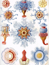 Art Forms In Nature Plate 17 Siphonophorae 1904 By Ernst Haeckel Fine Art Print