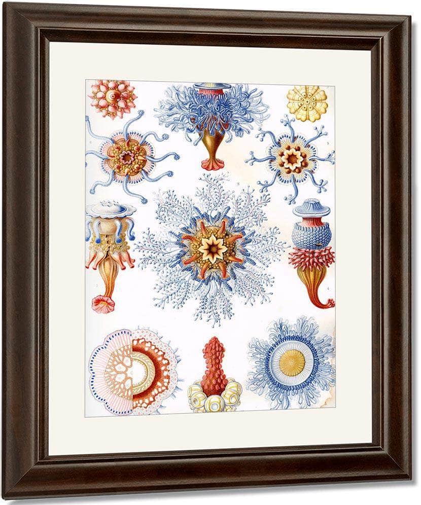 Art Forms In Nature Plate 17 Siphonophorae 1904 By Ernst Haeckel Fine Art Print