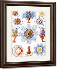 Art Forms In Nature Plate 17 Siphonophorae 1904 By Ernst Haeckel Fine Art Print