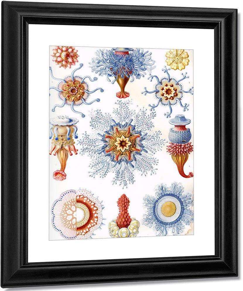 Art Forms In Nature Plate 17 Siphonophorae 1904 By Ernst Haeckel Fine Art Print