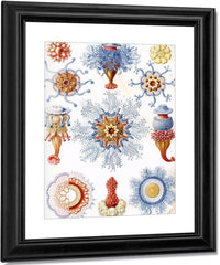 Art Forms In Nature Plate 17 Siphonophorae 1904 By Ernst Haeckel Fine Art Print