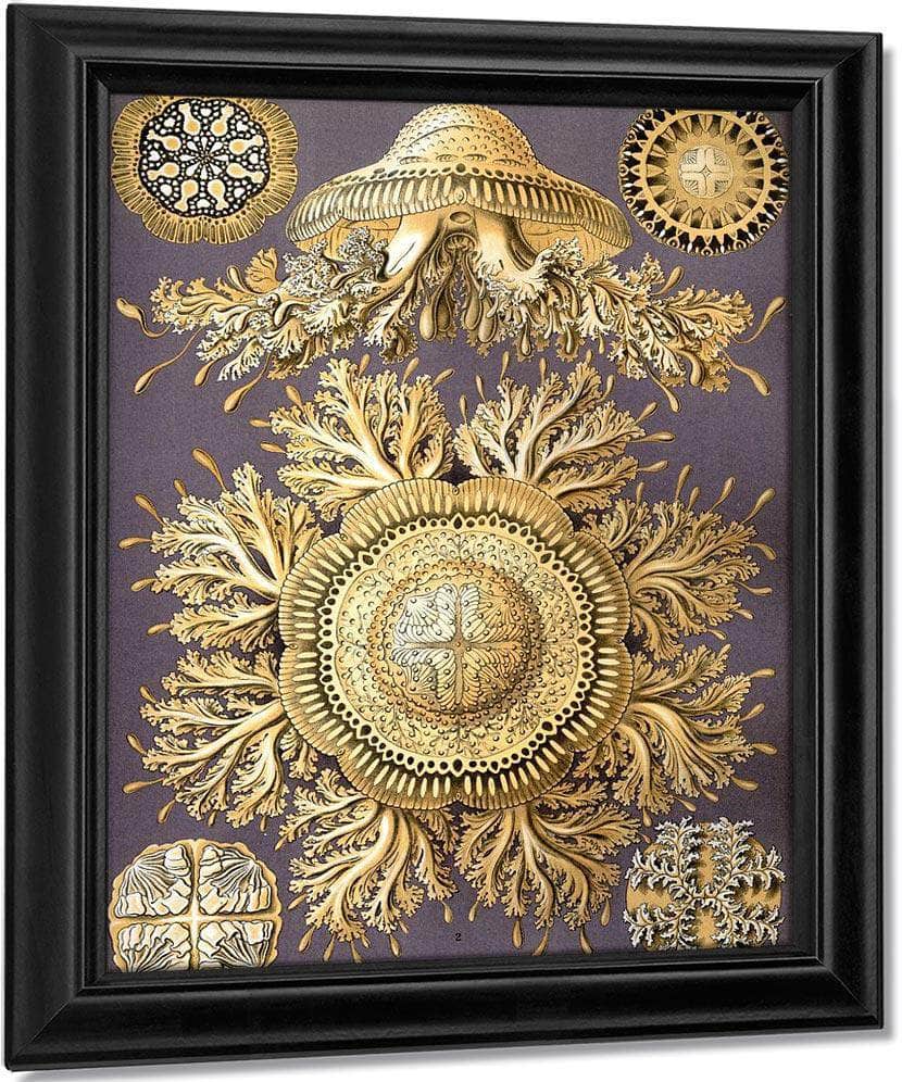 Art Forms In Nature Plate 28 Discomedusae 1904 By Ernst Haeckel Fine Art Print