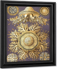 Art Forms In Nature Plate 28 Discomedusae 1904 By Ernst Haeckel Fine Art Print