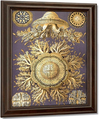 Art Forms In Nature Plate 28 Discomedusae 1904 By Ernst Haeckel Fine Art Print