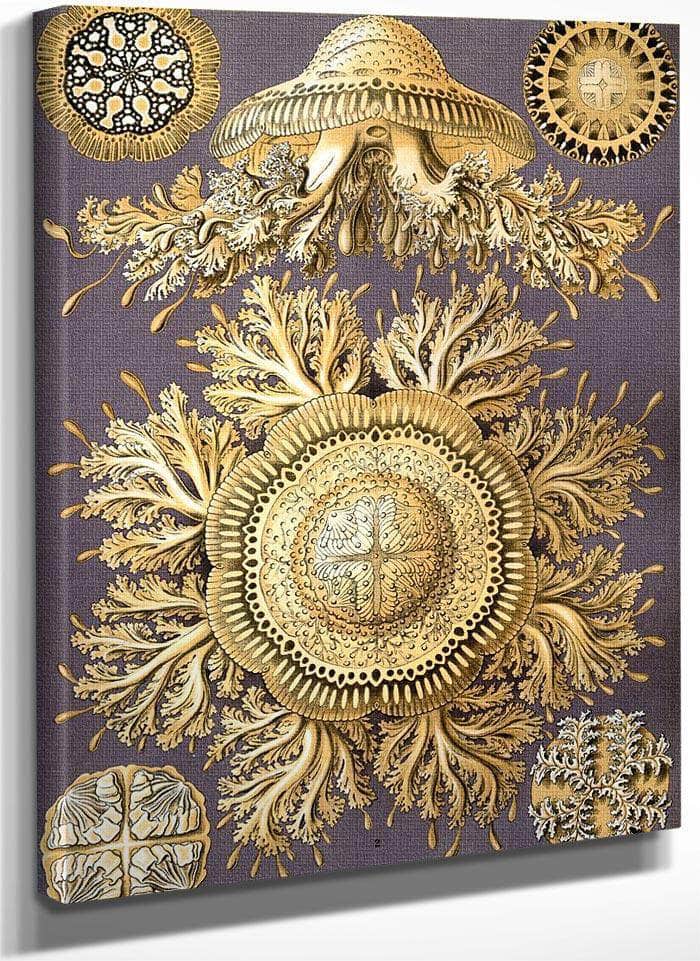 Art Forms In Nature Plate 28 Discomedusae 1904 By Ernst Haeckel Fine Art Print