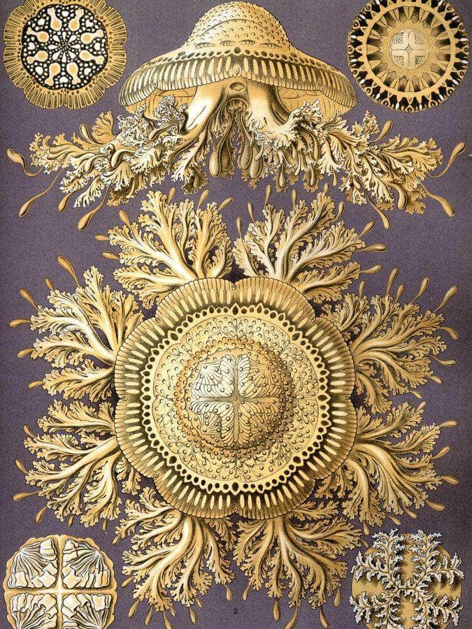Art Forms In Nature Plate 28 Discomedusae 1904 By Ernst Haeckel Fine Art Print