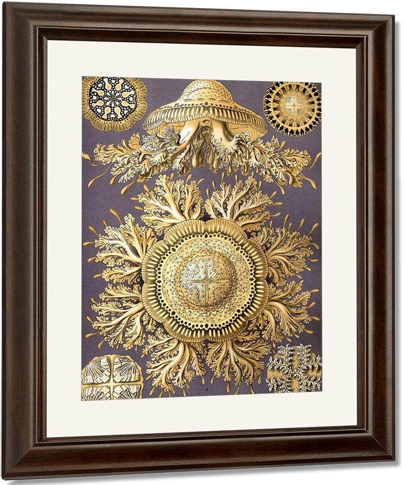 Art Forms In Nature Plate 28 Discomedusae 1904 By Ernst Haeckel Fine Art Print