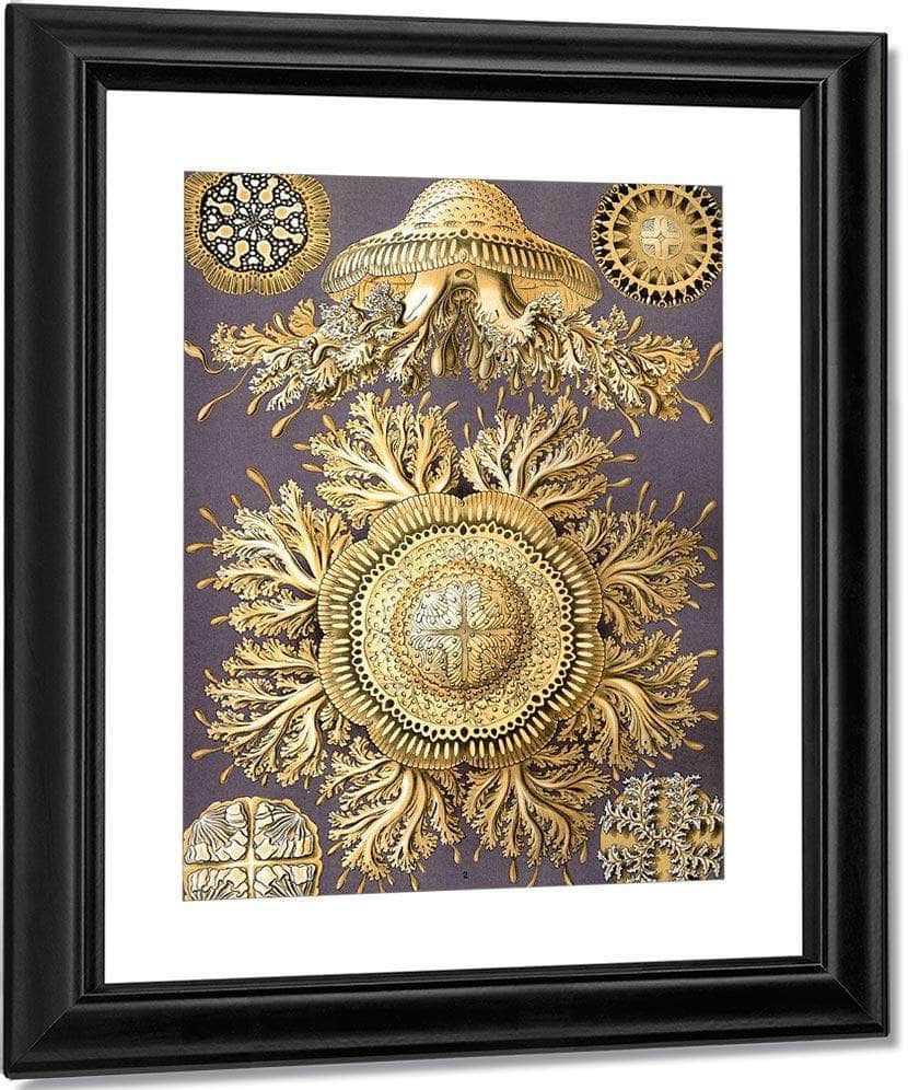 Art Forms In Nature Plate 28 Discomedusae 1904 By Ernst Haeckel Fine Art Print