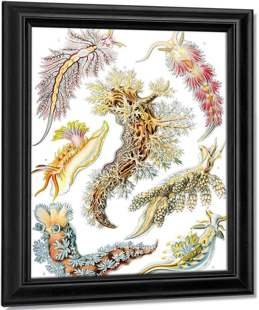 Art Forms In Nature Plate 43 Nudibranchia 1904 By Ernst Haeckel Fine Art Print