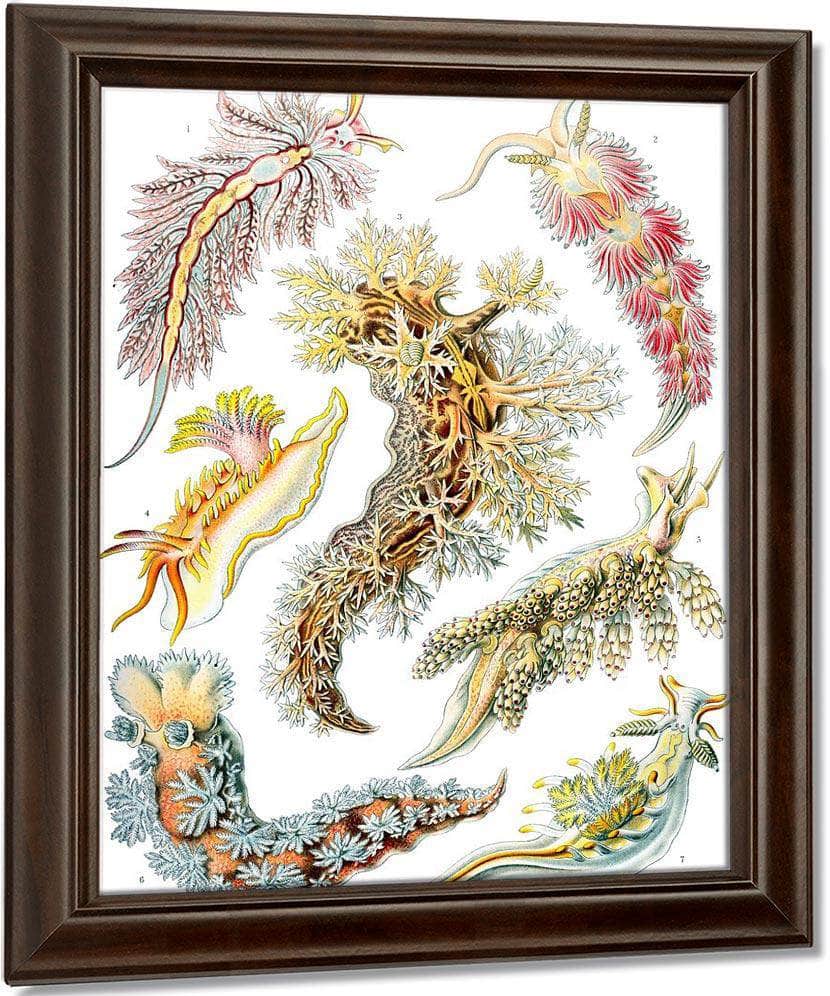 Art Forms In Nature Plate 43 Nudibranchia 1904 By Ernst Haeckel Fine Art Print
