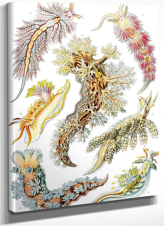 Art Forms In Nature Plate 43 Nudibranchia 1904 By Ernst Haeckel Fine Art Print