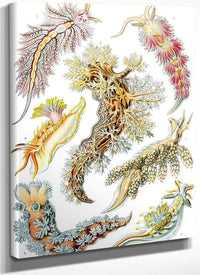 Art Forms In Nature Plate 43 Nudibranchia 1904 By Ernst Haeckel Fine Art Print