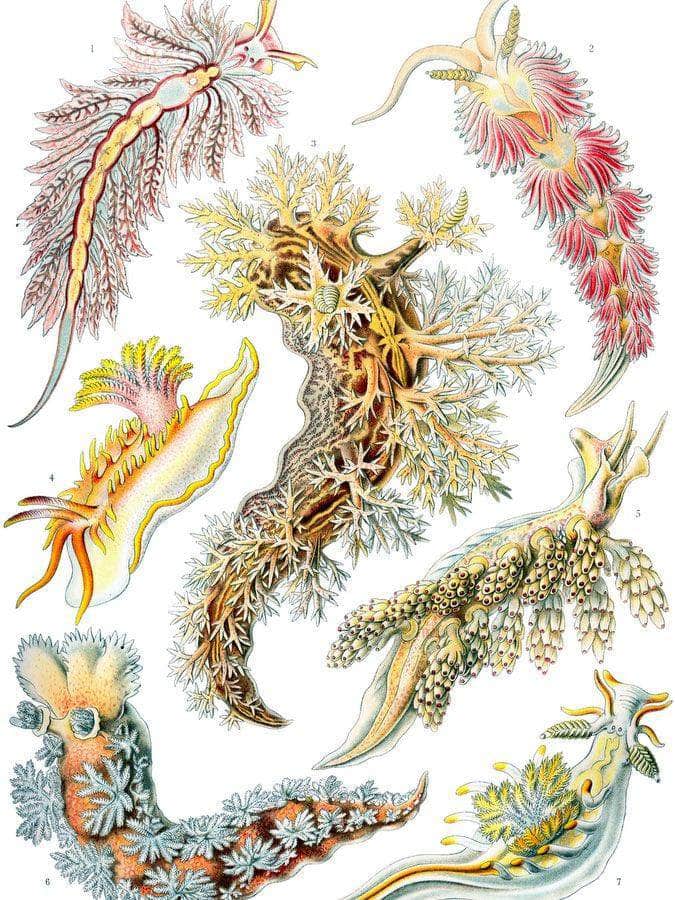 Art Forms In Nature Plate 43 Nudibranchia 1904 By Ernst Haeckel Fine Art Print