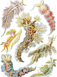 Art Forms In Nature Plate 43 Nudibranchia 1904 By Ernst Haeckel Fine Art Print